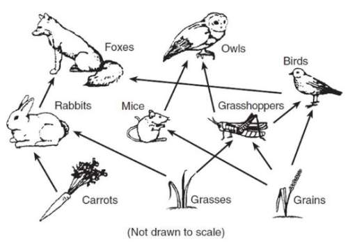 If these organisms were arranged into an energy pyramid, which organism would have the least amount