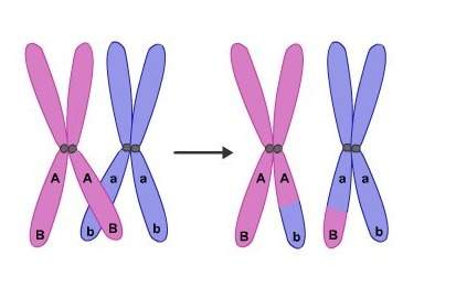 Which is a correct statement about this illustration a) meiosis ii has begun b) genetic variation w
