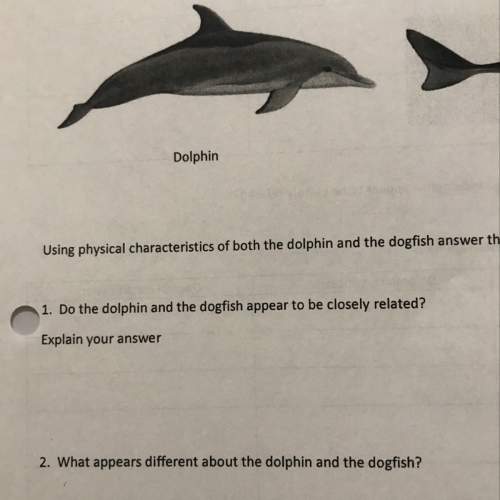 Do the dolphin and dog fish appear to be closely related?