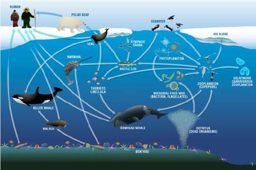 What is the keystone species of the food web shown below? a arctic cod b killer whale c zooplank