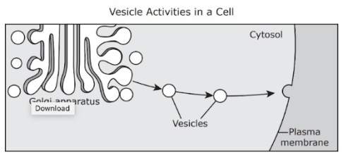 The diagram illustrates the activity of vesicles during a cellular process. which statement best exp