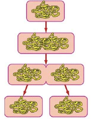 What process is shown above? a. pseudopod formation b. cell wall digestion c. binary fission d. cel