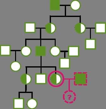 The pedigree on the right shows the inheritance pattern for an x-linked recessive disorder. if the f