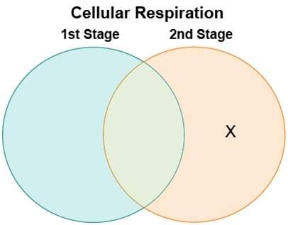 Cassandra made a venn diagram to compare and contrast the two stages of cellular respiration. which