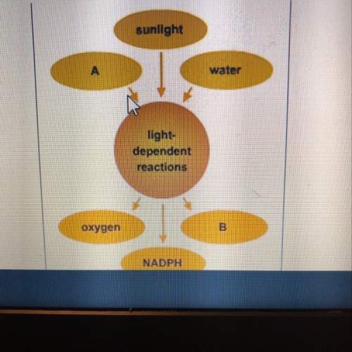 What words are missing from the diagram 1.a,chlorophyll; b, water 2.a,nadph; b, sunlight 3. a, ch