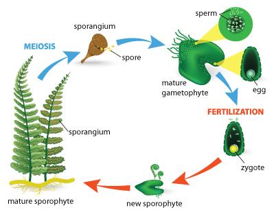 Select the correct answer. the image shows the life cycle of a plant. which class does this plant be