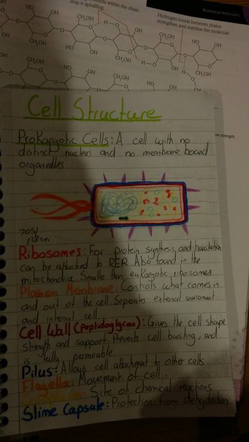 Which structure is unique to eukaryotic cells?  a. dna b. cell membrane c. ribosomes d. nucleus