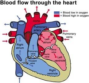 Which side of the heart pumps oxygen-poor blood to the lungs?