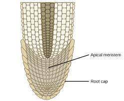 Picture a plants root cap. what additional function might it have that is not described in the above