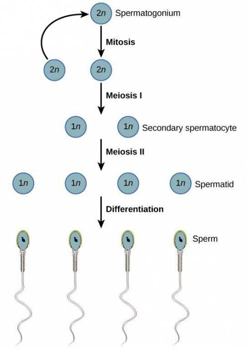 Compare the processes of oogenesis and spermatogenesis in humans.