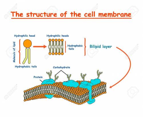 Which of the following statements about a typical plasma membrane is correct?  a. phospholipids are