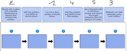 Place the following steps of the dna extraction and pcr process in the correct order. not all labels
