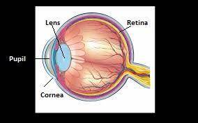 Both the lens and the cornea of the eye have a primary function of a. detecting colors o b. bending