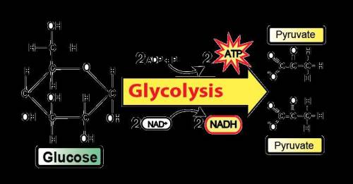 Mark as !  in cellular respiration, the steps following glycolysis depend on whether oxygen is prese