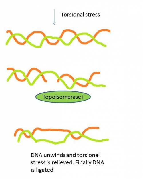 The dna duplex consists of two long covalent polymers wrapped around each other many times over thei