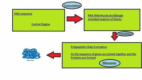 Flow chart to show how protein is produced and shipped from a cell easy