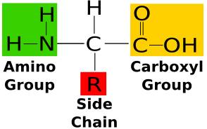 Which three substances make up each of the smaller molecules that form proteins