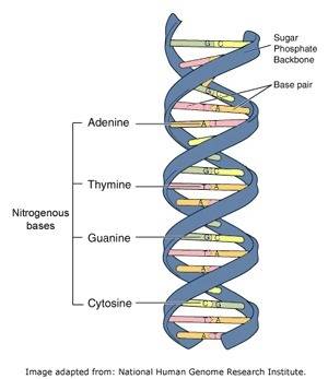 Which of the following is a part of a nucleotide?  select all that apply a base b acid c sugar d pho