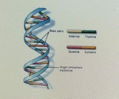 The diagram above shows a basic double helix structure of human dnawhich best describes the function
