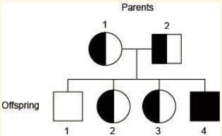 Sickle cell anemia is known to run in a family. what best describes offspring 4? a) female carrier