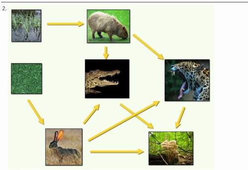 What would happen if we removed the rabbit and the capybara from the food web? (4 points) writing p