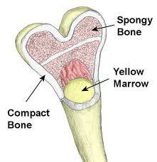 The tissue that occupies the central cavity within the shaft of a long bone is