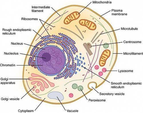 1. which of the following is not a cell organelle?  a.mitochondira b.cytoplasm c. endoplasmic reticu