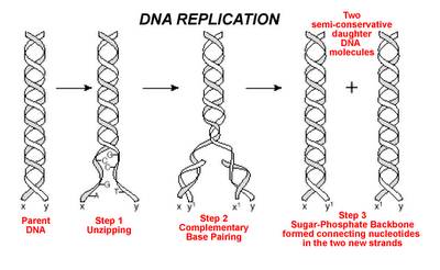 Which is the first step to occur during the process of replication?