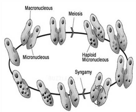 Sexual reproduction in paramecia is called  conjugation fission meiosis