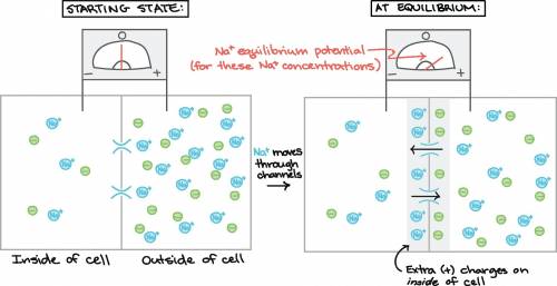 Draw a picture to show resting potential, and explain how it  transmit signals in neurons
