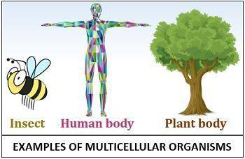 Which statement tells an advantage of multicellular organisms?   1. their size allows them to mainta