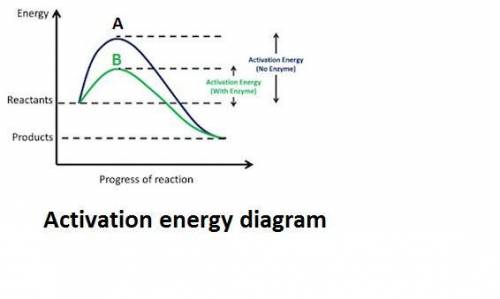 How does the activation energy differ between reactions a and b, which are both enzyme-catalyzed rea