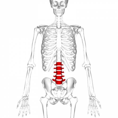 How many lumbar vertebrae are there in a typical adult skeleton?