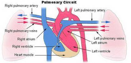 Blood from the lungs is carried back to the heart by the   a.inferior vena cava  b.pulmonary vein  c