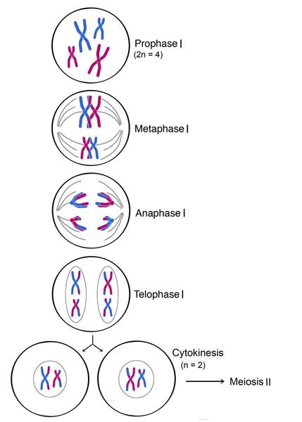 The number of chromosomes in each cell goes from diploid to haploid after