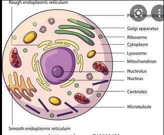 Which is the best description of an organelle?   a) organelles are structures located in the cytopla