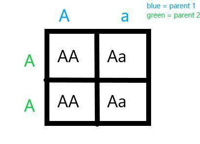 Which alleles on the outside of a punnet square?