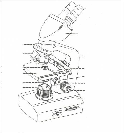 Which part of a compound light microscope should a student?