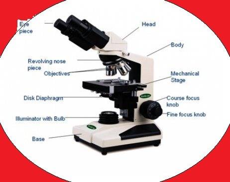 Which part of a compound light microscope should a student?