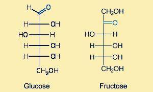 Fructose and glucose are examples of   plastids polysaccharides isomers disaccharides