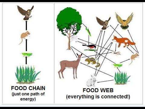Define a food chain and food web and illustrate it