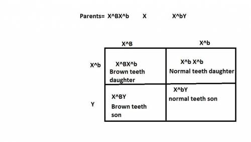 Brown spotting of the teeth in humans is caused by a dominant x-linked gene. if a man with normal te