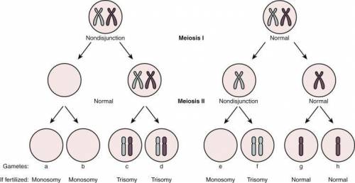 Nondisjunction is the failure of homologous chromosomes to separate during meiosis i, or the failure