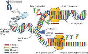 In dna replication in e. coli, the enzyme primase is used to attach a 5 to 10 base ribonucleotide st