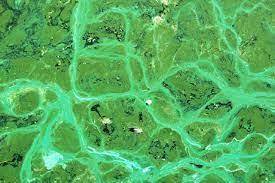 Which of the following statements regarding cyanobacteria is false?   a) once they oxygenated the at