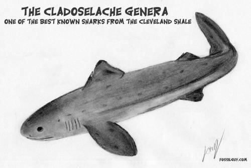 Describe one shark from the cenozoic era. what does the shark look like (include an image)?