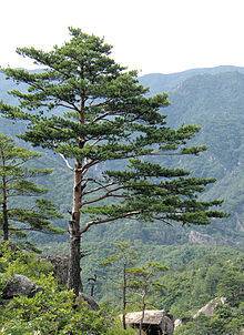 How many leaves are on the average pine tree?