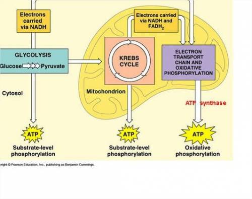 Which characteristic best distinguishes glycolysis and the krebs cycle from the electron transport c