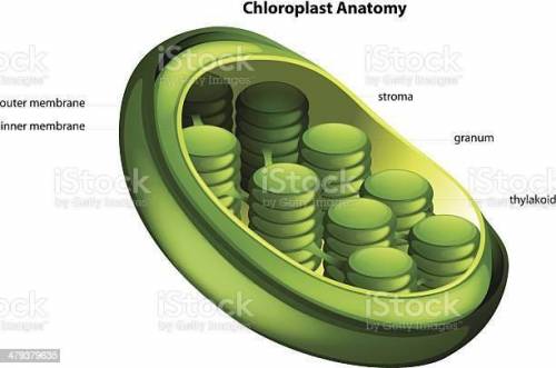 2. which of the following cell structures is the site of photosynthesis?  o a. golgi apparatus o b.