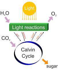 Which of the following statements best represents the relationships between the light reactions and